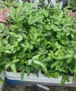 Ribbon Fern Pteris cretica albolineata Live Plant – 2 inch Pot – Indoor Foliage - Image 2