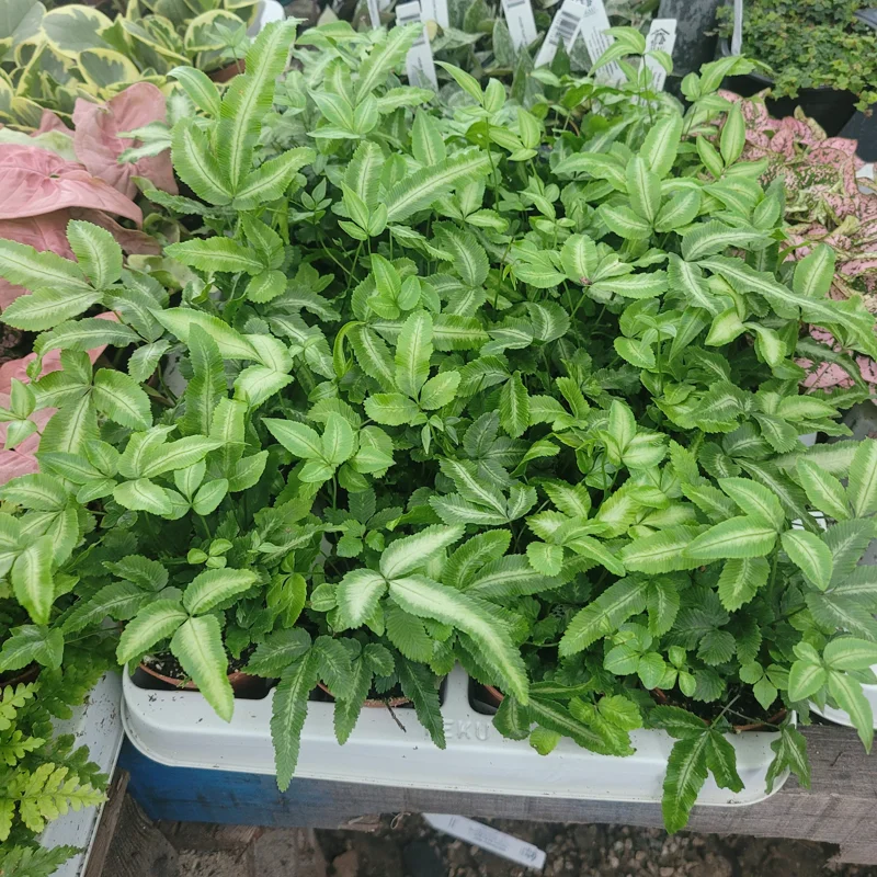 Ribbon Fern Pteris cretica albolineata Live Plant – 2 inch Pot – Indoor Foliage - Image 2