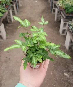 Ribbon Fern Pteris cretica albolineata Live Plant – 2 inch Pot – Indoor Foliage - Image 3