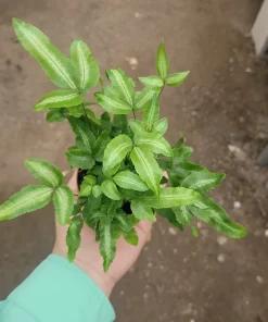 Ribbon Fern Pteris cretica albolineata Live Plant – 2 inch Pot – Indoor Foliage - Image 4