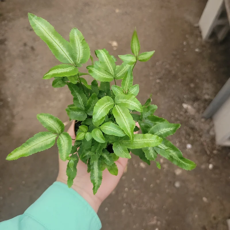Ribbon Fern Pteris cretica albolineata Live Plant – 2 inch Pot – Indoor Foliage - Image 4