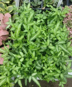 Ribbon Fern Pteris cretica albolineata Live Plant – 2 inch Pot – Indoor Foliage - Image 5