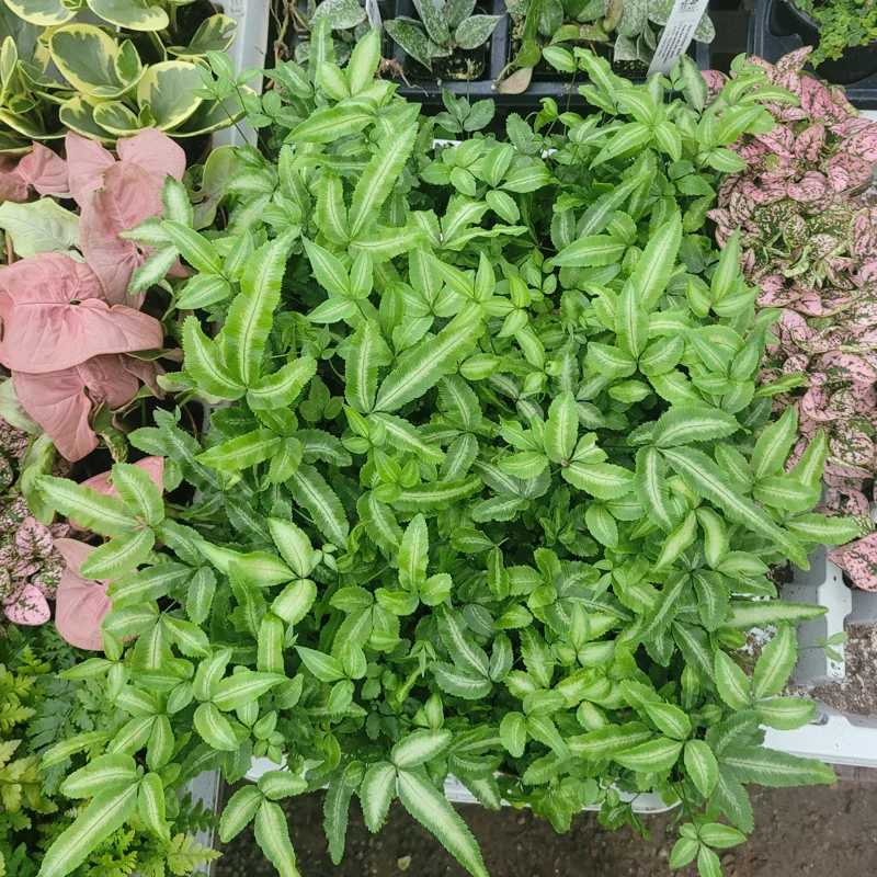 Ribbon Fern Pteris cretica albolineata Live Plant – 2 inch Pot – Indoor Foliage - Image 5