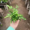 Ribbon Fern Pteris cretica albolineata Live Plant – 2 inch Pot – Indoor Foliage - Image 1