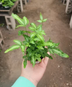 Ribbon Fern Pteris cretica albolineata Live Plant – 2 inch Pot – Indoor Foliage - Image 1