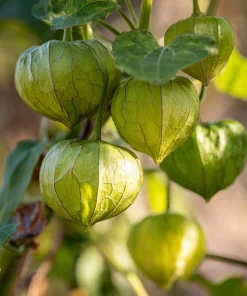Rio Grande Verde Tomatillo Seeds - Heirloom Salsa Verde 50 Count - Image 2