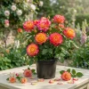 Rio Samba Rose Live Plant – 4-6 inch Rooted Bush – Fragrant Bi-Color Flowers - Image 1