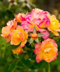 Rio Samba Rose Live Plant – 4-6 inch Rooted Bush – Fragrant Bi-Color Flowers - Image 2