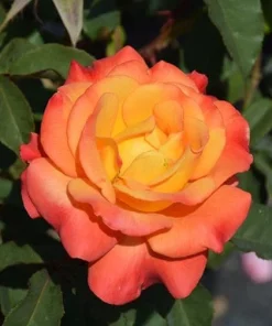 Rio Samba Rose Live Plant – 4-6 inch Rooted Bush – Fragrant Bi-Color Flowers - Image 3