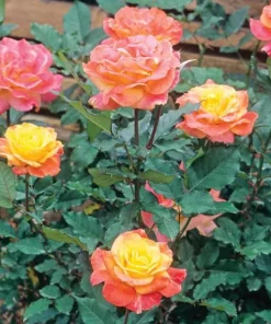 Rio Samba Rose Live Plant – 4-6 inch Rooted Bush – Fragrant Bi-Color Flowers - Image 4