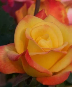 Rio Samba Rose Live Plant – 4-6 inch Rooted Bush – Fragrant Bi-Color Flowers - Image 5
