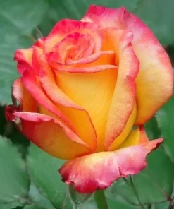 Rio Samba Rose Live Plant – 4-6 inch Rooted Bush – Fragrant Bi-Color Flowers - Image 6