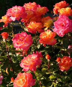 Rio Samba Rose Live Plant – 4-6 inch Rooted Bush – Fragrant Bi-Color Flowers - Image 7