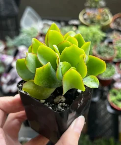 Ripple Jade Live Plant – Crassula arborescens undulatifolia – Wavy Leaf Succulent in 2