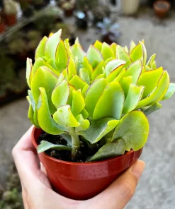 Ripple Jade Live Plant – Crassula arborescens undulatifolia – 4 inch Pot – Indoor Succulent - Image 2