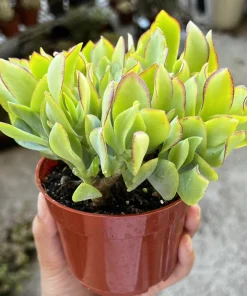 Ripple Jade Live Plant – Crassula arborescens undulatifolia – 4 inch Pot – Indoor Succulent - Image 3