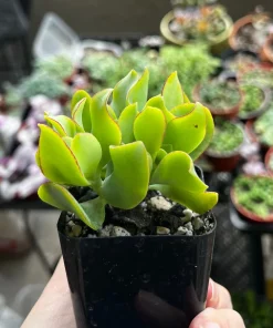 Ripple Jade Live Plant – Crassula arborescens undulatifolia – Wavy Leaf Succulent in 2