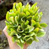 Ripple Jade Live Plant – Crassula arborescens undulatifolia – 4 inch Pot – Indoor Succulent - Image 1