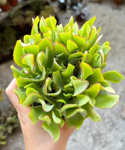 Ripple Jade Live Plant – Crassula arborescens undulatifolia – 4 inch Pot – Indoor Succulent - Image 1