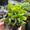 Ripple Jade Live Plant – Crassula arborescens undulatifolia – Wavy Leaf Succulent in 2" Pot - Image 1