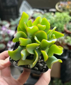 Ripple Jade Live Plant – Crassula arborescens undulatifolia – Wavy Leaf Succulent in 2