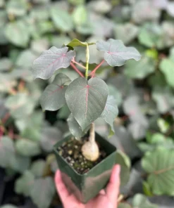 Rock Fig Live Plant (Ficus petiolaris) - Rare Indoor/Outdoor Fig in 4 inch Pot - Image 2