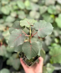 Rock Fig Live Plant (Ficus petiolaris) - Rare Indoor/Outdoor Fig in 4 inch Pot - Image 3