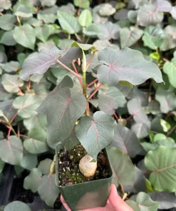 Rock Fig Live Plant (Ficus petiolaris) - Rare Indoor/Outdoor Fig in 4 inch Pot - Image 4