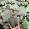 Rock Fig Live Plant (Ficus petiolaris) - Rare Indoor/Outdoor Fig in 4 inch Pot - Image 1