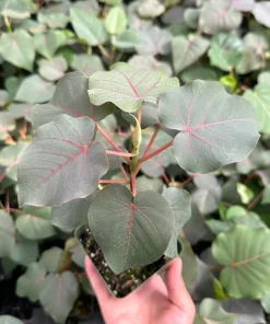 Rock Fig Live Plant (Ficus petiolaris) - Rare Indoor/Outdoor Fig in 4 inch Pot - Image 1