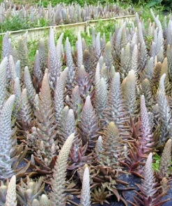 Rock Pine Succulent Seeds (Orostachys Japonica) - 50 Count Multicolored - Image 10
