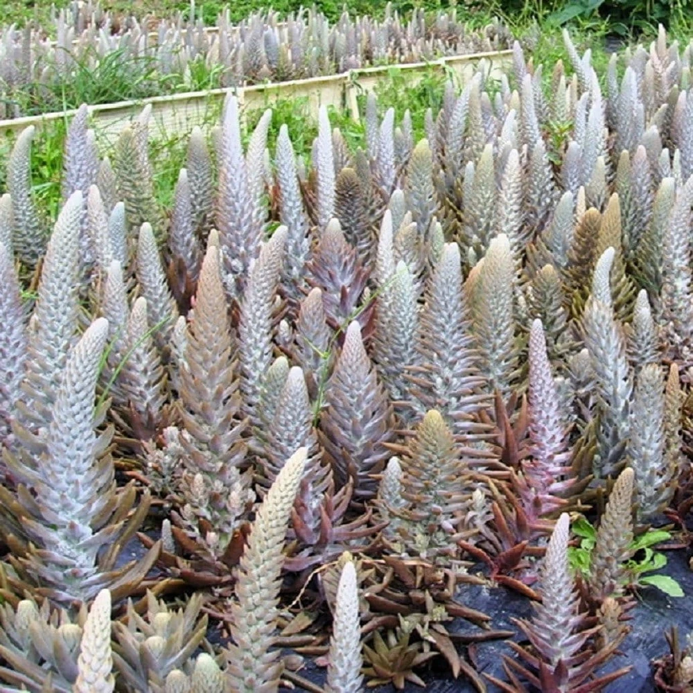 Rock Pine Succulent Seeds (Orostachys Japonica) - 50 Count Multicolored - Image 10