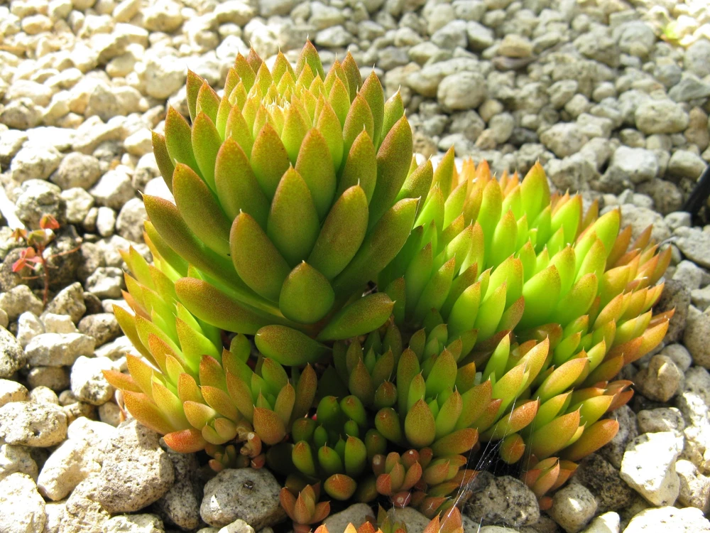Rock Pine Succulent Seeds (Orostachys Japonica) - 50 Count Multicolored - Image 2