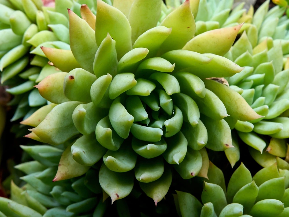 Rock Pine Succulent Seeds (Orostachys Japonica) - 50 Count Multicolored - Image 3