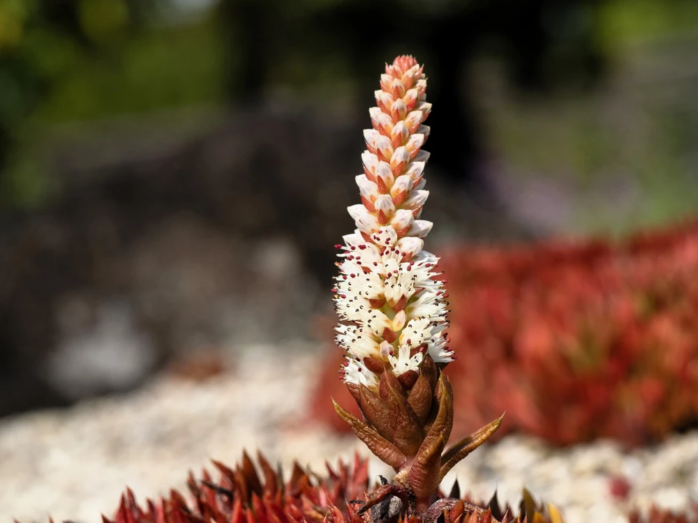 Rock Pine Succulent Seeds (Orostachys Japonica) - 50 Count Multicolored - Image 4