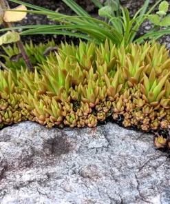 Rock Pine Succulent Seeds (Orostachys Japonica) - 50 Count Multicolored - Image 5