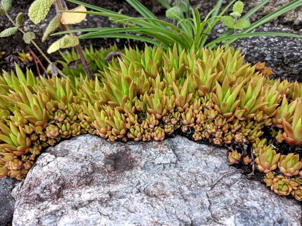 Rock Pine Succulent Seeds (Orostachys Japonica) - 50 Count Multicolored - Image 5
