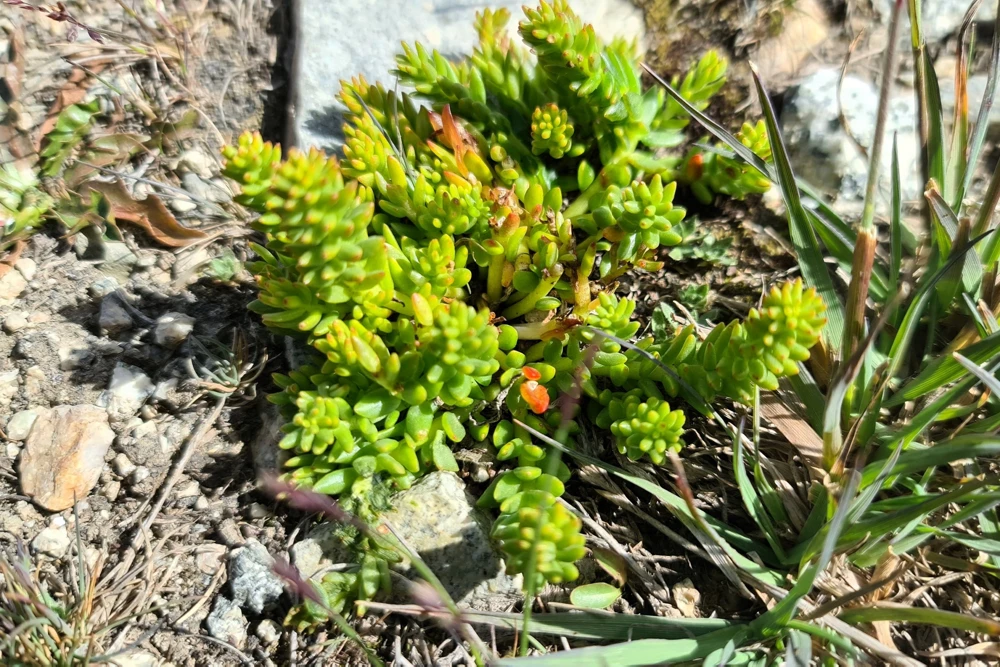 Rock Pine Succulent Seeds (Orostachys Japonica) - 50 Count Multicolored - Image 7