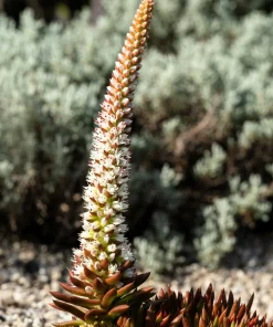 Rock Pine Succulent Seeds (Orostachys Japonica) - 50 Count Multicolored - Image 8