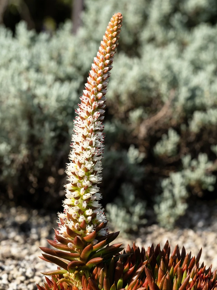 Rock Pine Succulent Seeds (Orostachys Japonica) - 50 Count Multicolored - Image 8