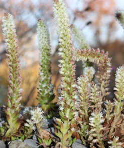 Rock Pine Succulent Seeds (Orostachys Japonica) - 50 Count Multicolored - Image 9