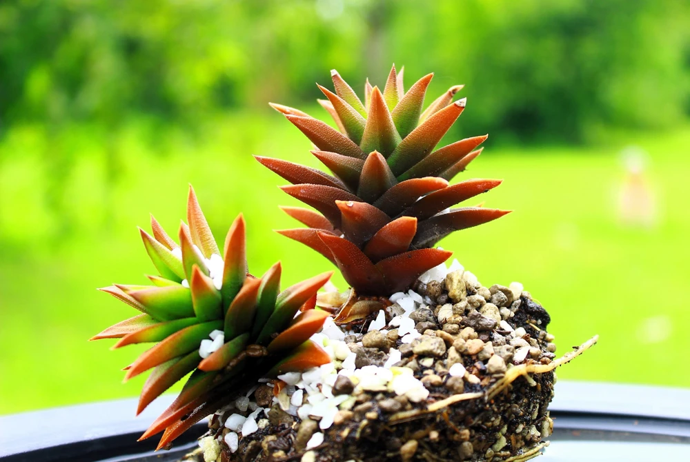 Rock Pine Succulent Seeds (Orostachys Japonica) - 50 Count Multicolored - Image 1