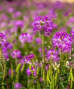 Rocky Mountain Bee Plant Seeds - 100 Cleome Serrulata Flower Seeds, Pinkish Purple - Image 3