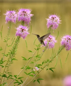 Rocky Mountain Bee Plant Seeds - 100 Cleome Serrulata Flower Seeds, Pinkish Purple - Image 4