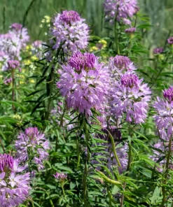 Rocky Mountain Bee Plant Seeds - 100 Cleome Serrulata Flower Seeds, Pinkish Purple - Image 7