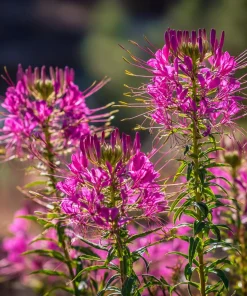 Rocky Mountain Bee Plant Seeds - 50 Seeds - Pollinator Friendly - Image 2