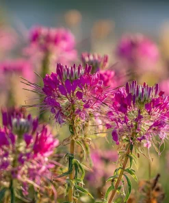 Rocky Mountain Bee Plant Seeds - 50 Seeds - Pollinator Friendly - Image 3