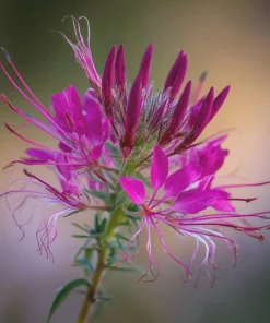 Rocky Mountain Bee Plant Seeds - 50 Seeds - Pollinator Friendly - Image 4