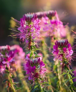 Rocky Mountain Bee Plant Seeds - 50 Seeds - Pollinator Friendly - Image 5