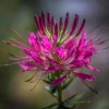 Rocky Mountain Bee Plant Seeds - 50 Seeds - Pollinator Friendly - Image 1